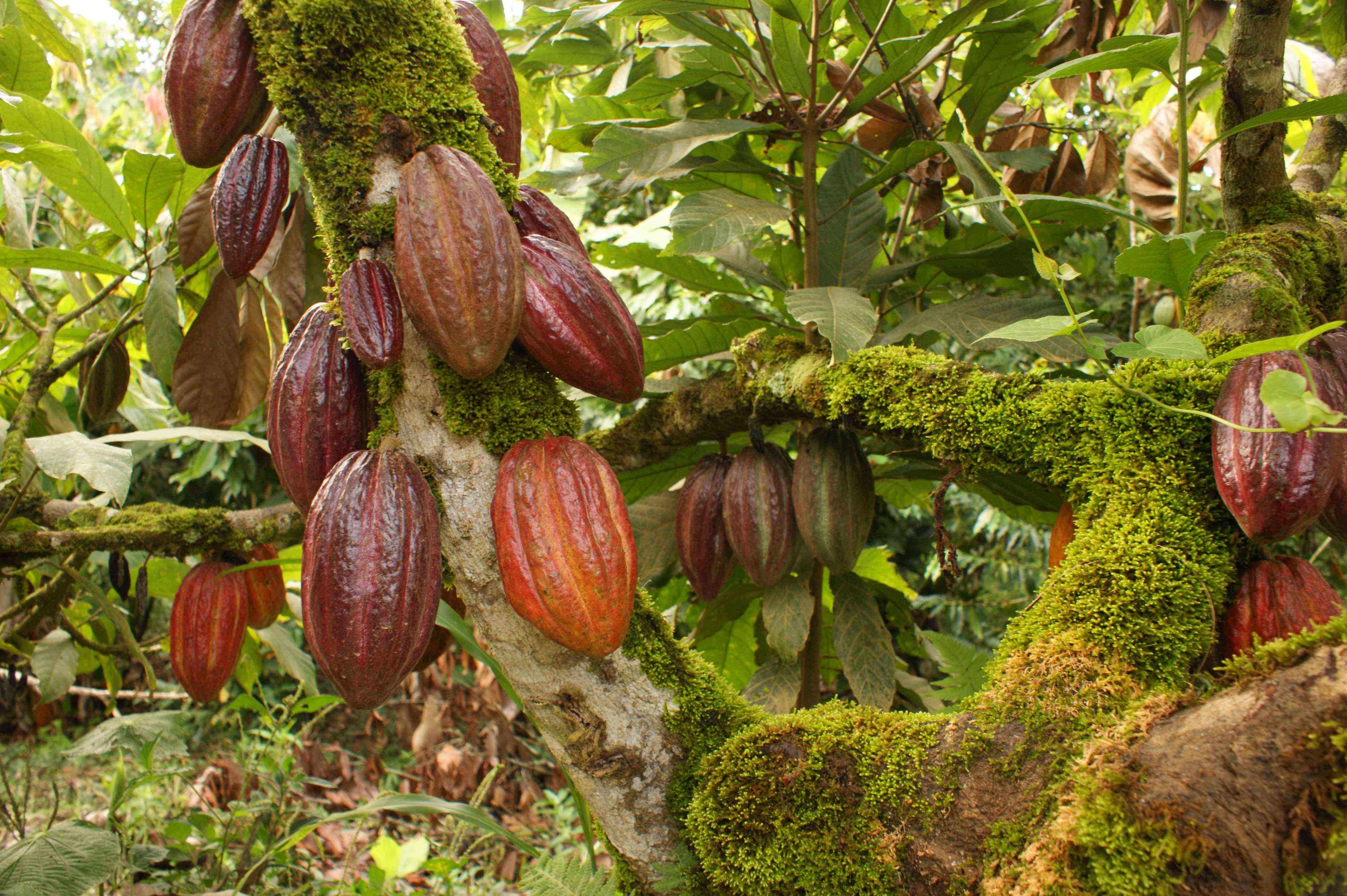 Beneficios del cacao para nuestro cuerpo - cacao-Red-Madre-Cacao-
