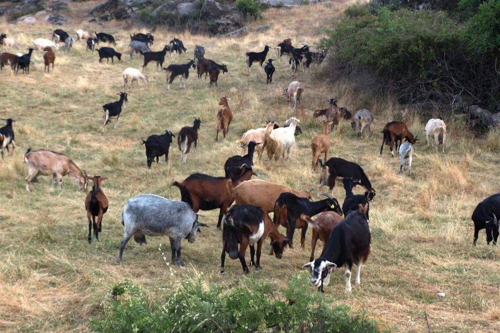 Retiran cabras invasoras de isla de Baja California Sur