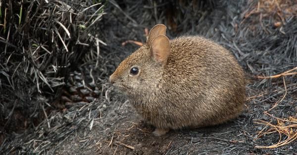 Nueve especies mexicanas en peligro de extinción - conejito