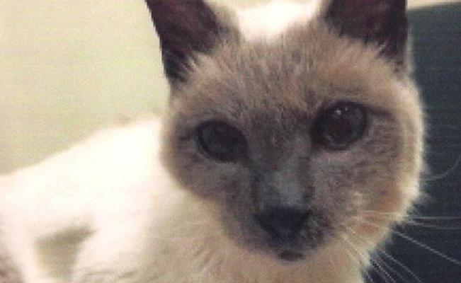 Premian al gato más longevo del mundo - gato_siames_record