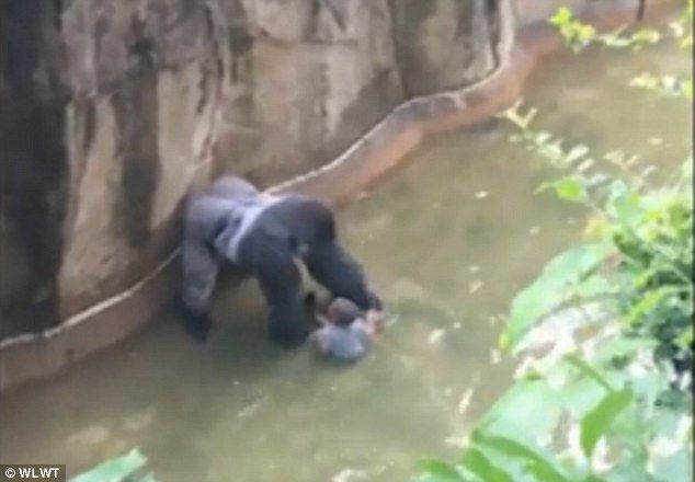 Video: sacrifican a gorila para salvar a niño en zoológico de EE.UU. - gorila-WLWT