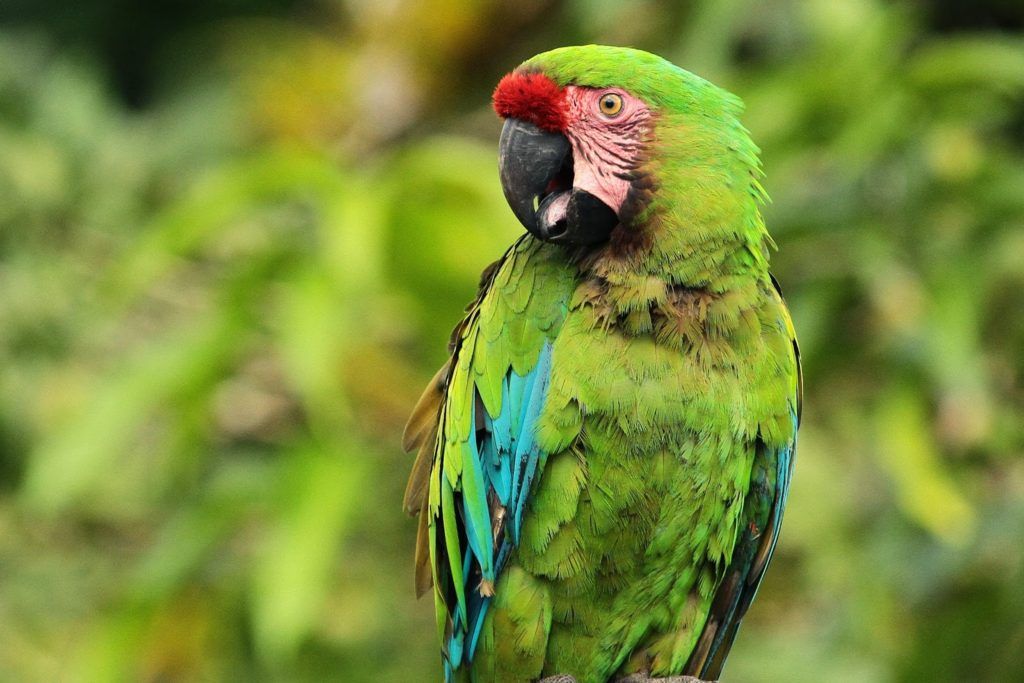Nueve especies mexicanas en peligro de extinción - guacamaya-verde-1024x683