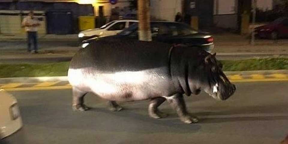 Video: hipopótamo escapa de circo y pasea por la calle en España