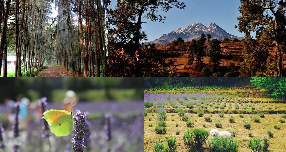 Rancho San Martín, de Manuel Cossio, lidera producción de lavanda
