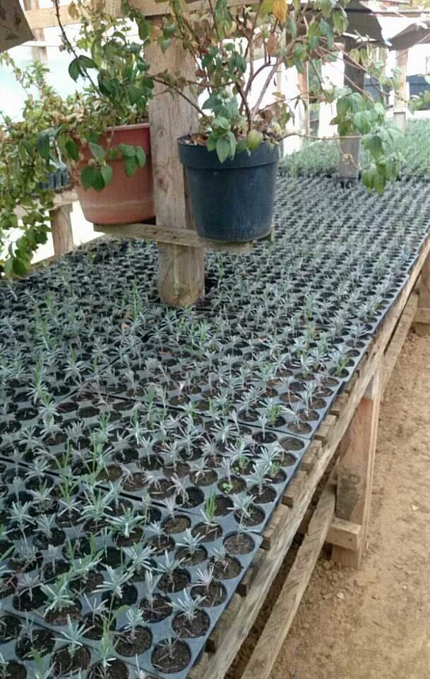 Rancho San Martín, de Manuel Cossio, lidera producción de lavanda - image2-9