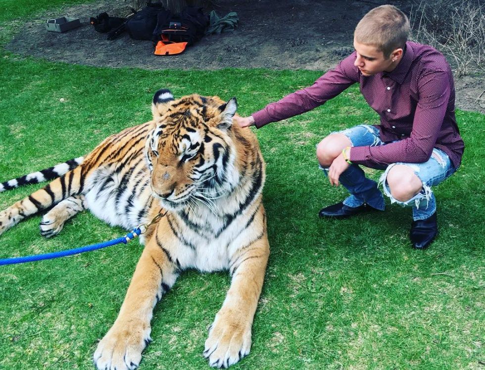 PETA reprende a Justin Bieber por fotografiarse con un tigre