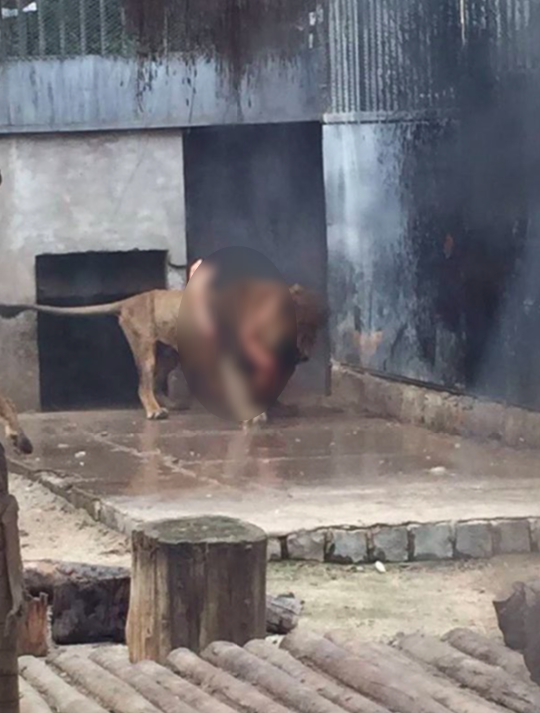 Sacrifican a dos leones para salvar vida de hombre - leones-1