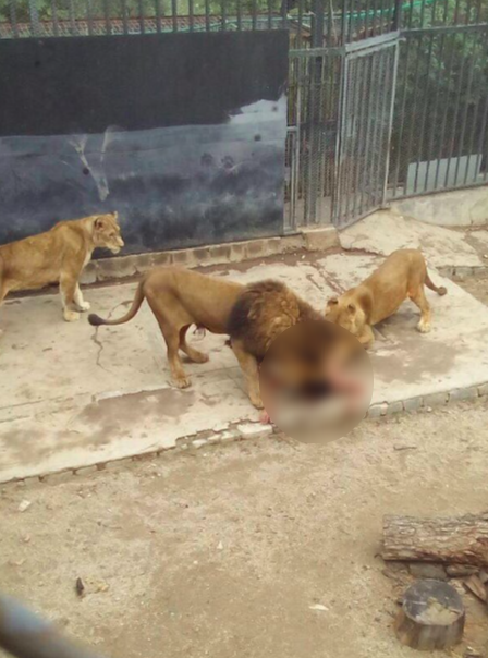 Sacrifican a dos leones para salvar vida de hombre - leones3-1