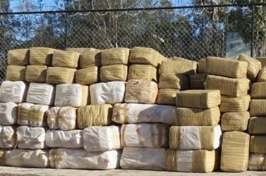 PGR incauta más de 80 kilogramos de mariguana en Nuevo León - mariguana-Veracruzanos-