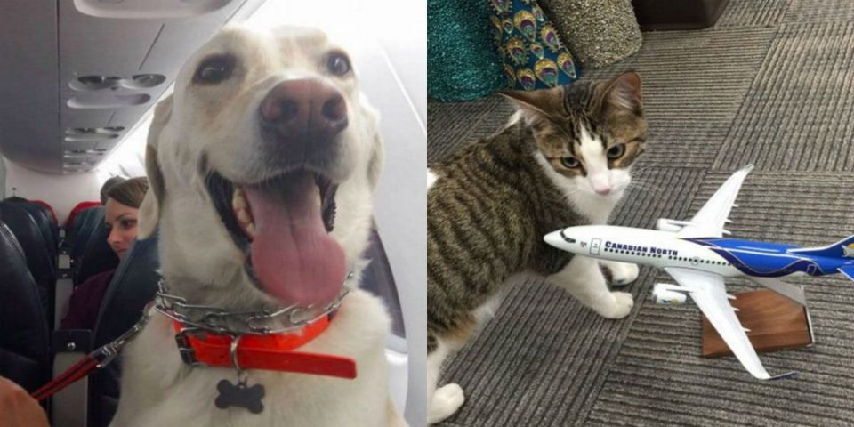 Aerolínea ayuda a salvar mascotas de incendio en Canadá