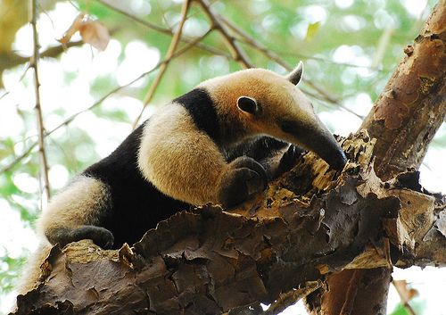 Nueve especies mexicanas en peligro de extinción - oso-hormiguero