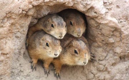 Nueve especies mexicanas en peligro de extinción - perrito