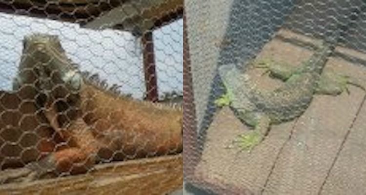 Decomisan en Iztapalapa reptiles que serían vendidos ilegalmente