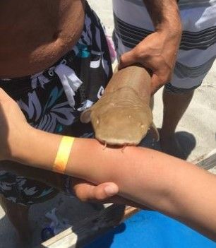 Tiburón muerde a mujer en playa de Florida