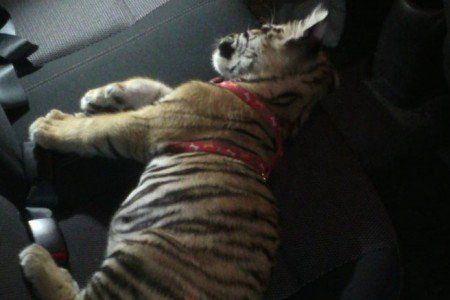 Encuentran tigre bebé en Hummer accidentada - tigre-hummer-guadalajara-1