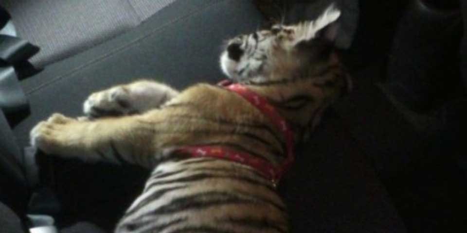 Encuentran tigre bebé en Hummer accidentada