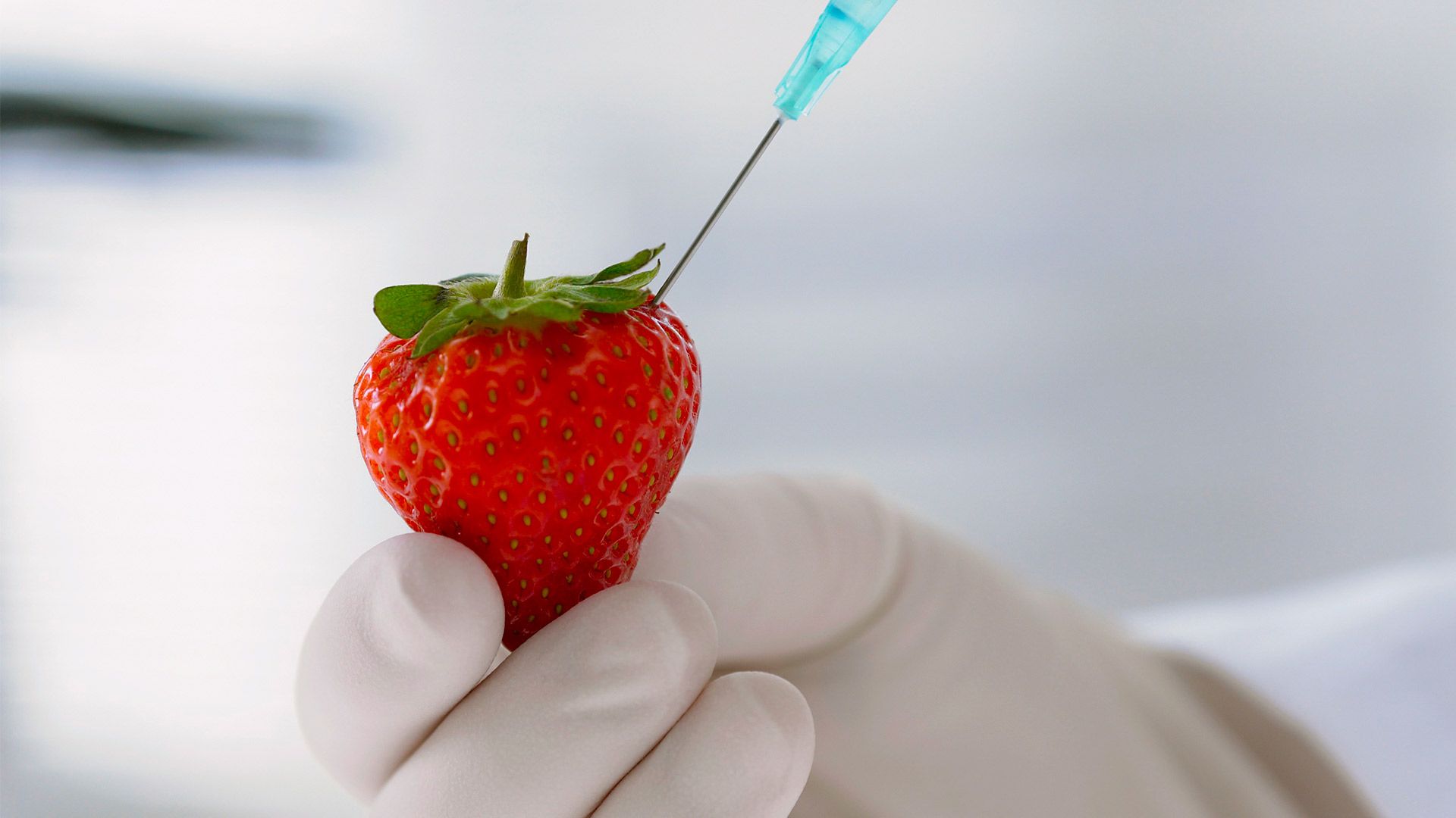 Estudio afirma que transgénicos son tan sanos como cualquier alimento