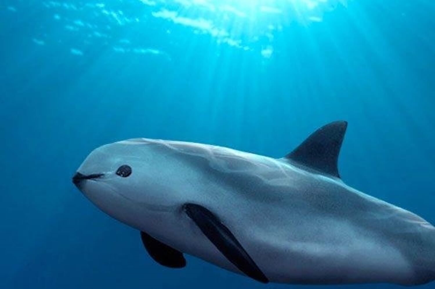 Alcanza México acuerdo para salvar a la vaquita marina