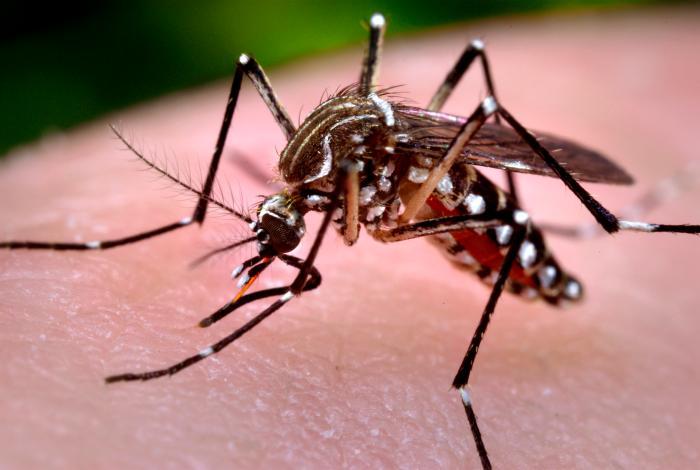 OMS retira la emergencia sanitaria por el zika