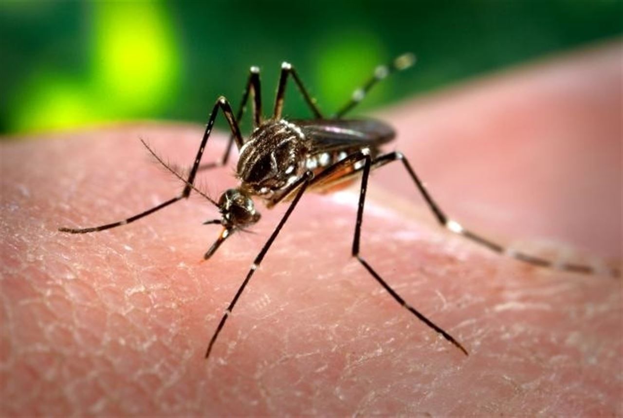 Confirman el primer contagio de Zika por relaciones sexuales en Florida