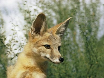 Nueve especies mexicanas en peligro de extinción - zorro-kit