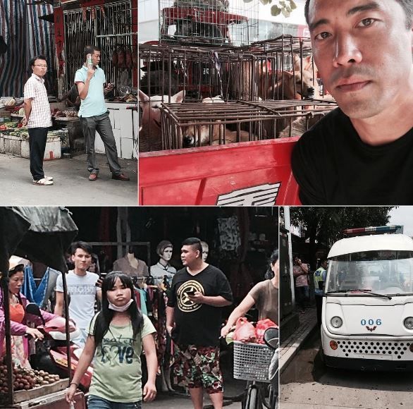 Activista salva a mil perros de ser comidos en China - 1468092