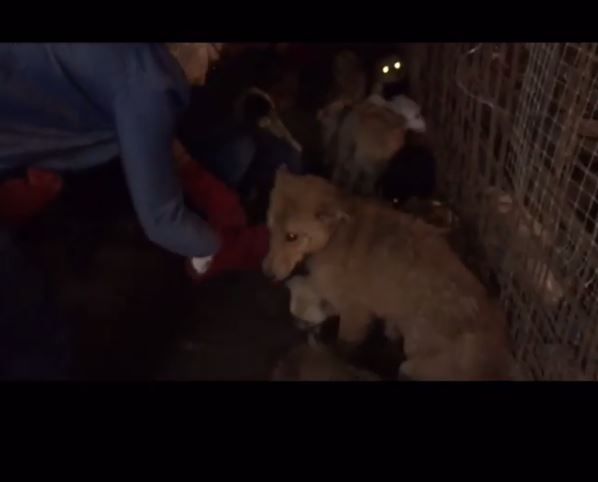 Activista salva a mil perros de ser comidos en China - 1468094