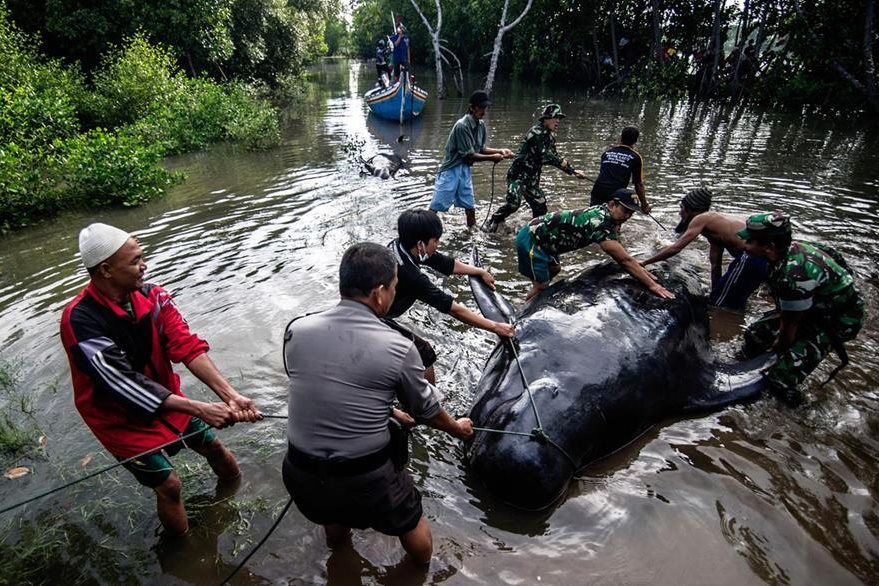Más de 30 ballenas quedan varadas en una isla de Indonesia - 30-ballenas-2