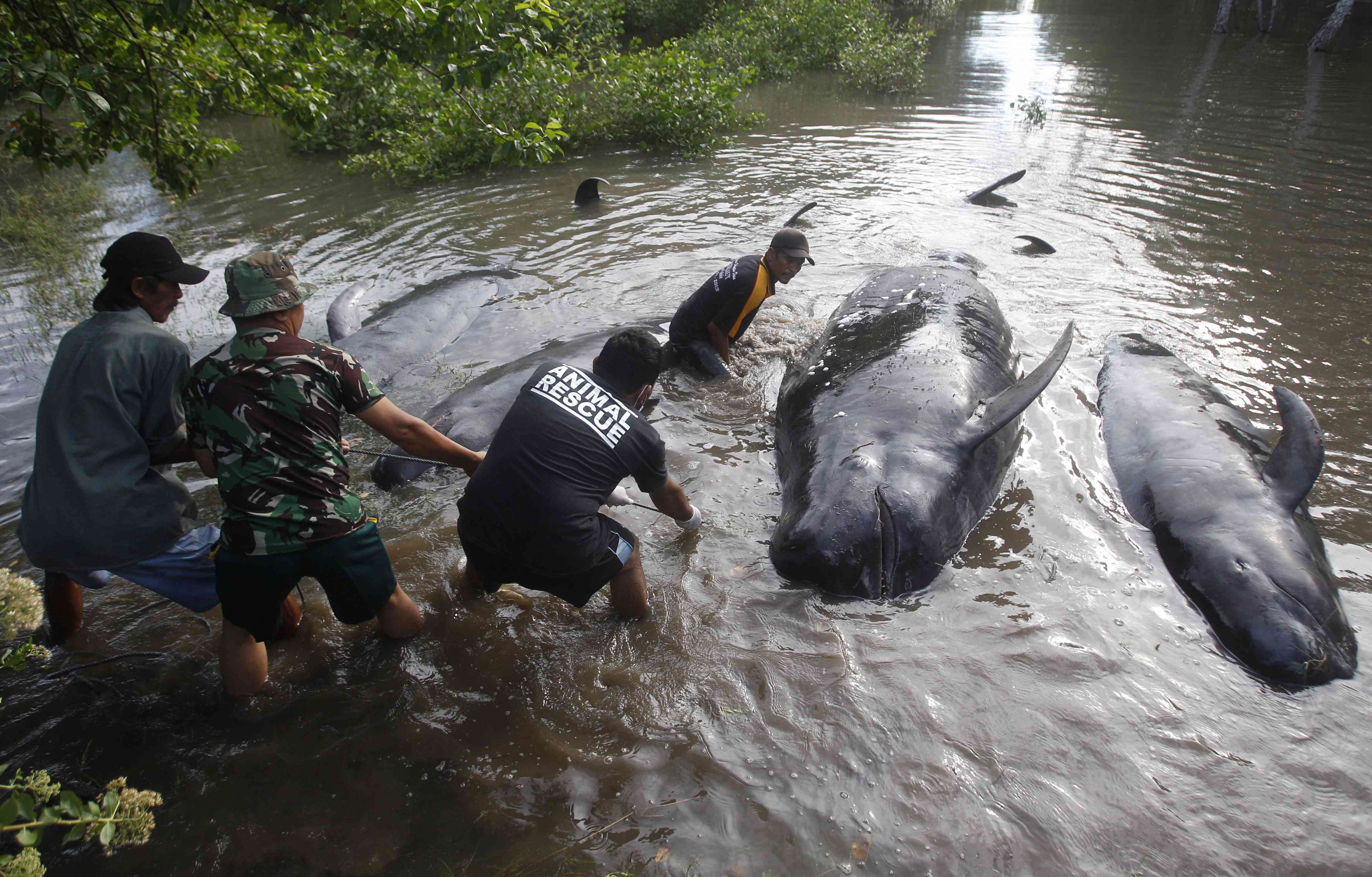 Más de 30 ballenas quedan varadas en una isla de Indonesia - 30-ballenas3