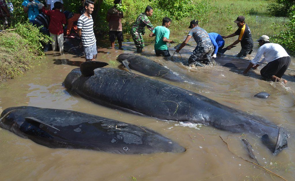 Más de 30 ballenas quedan varadas en una isla de Indonesia