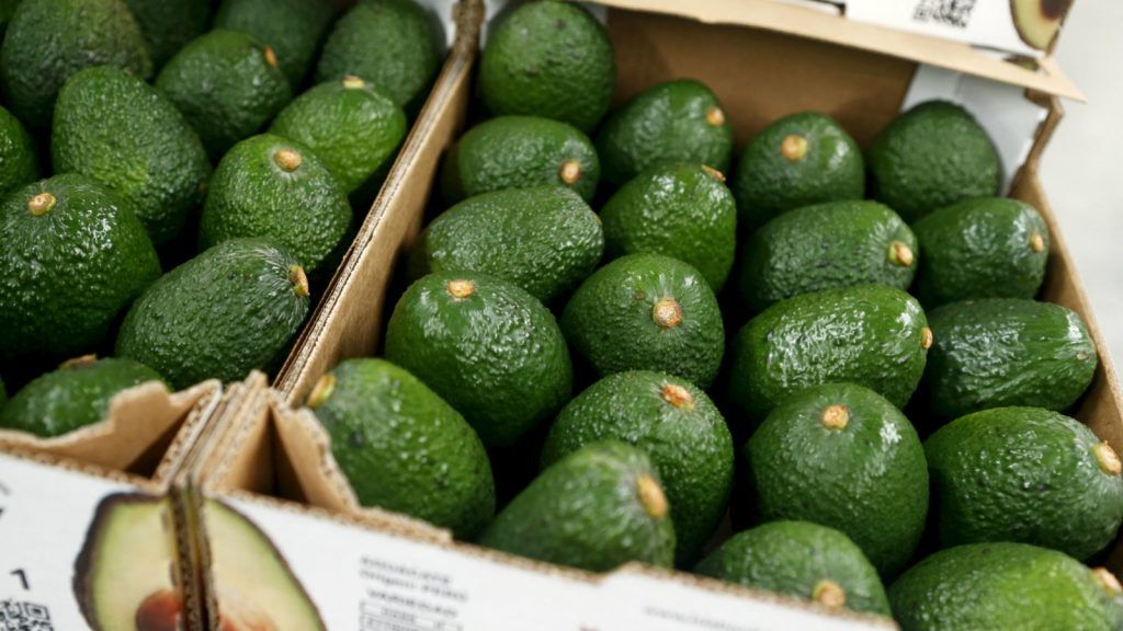 El precio del aguacate llega a 95 pesos - Aguacate-Nueva-Zelanda-2-1024x576