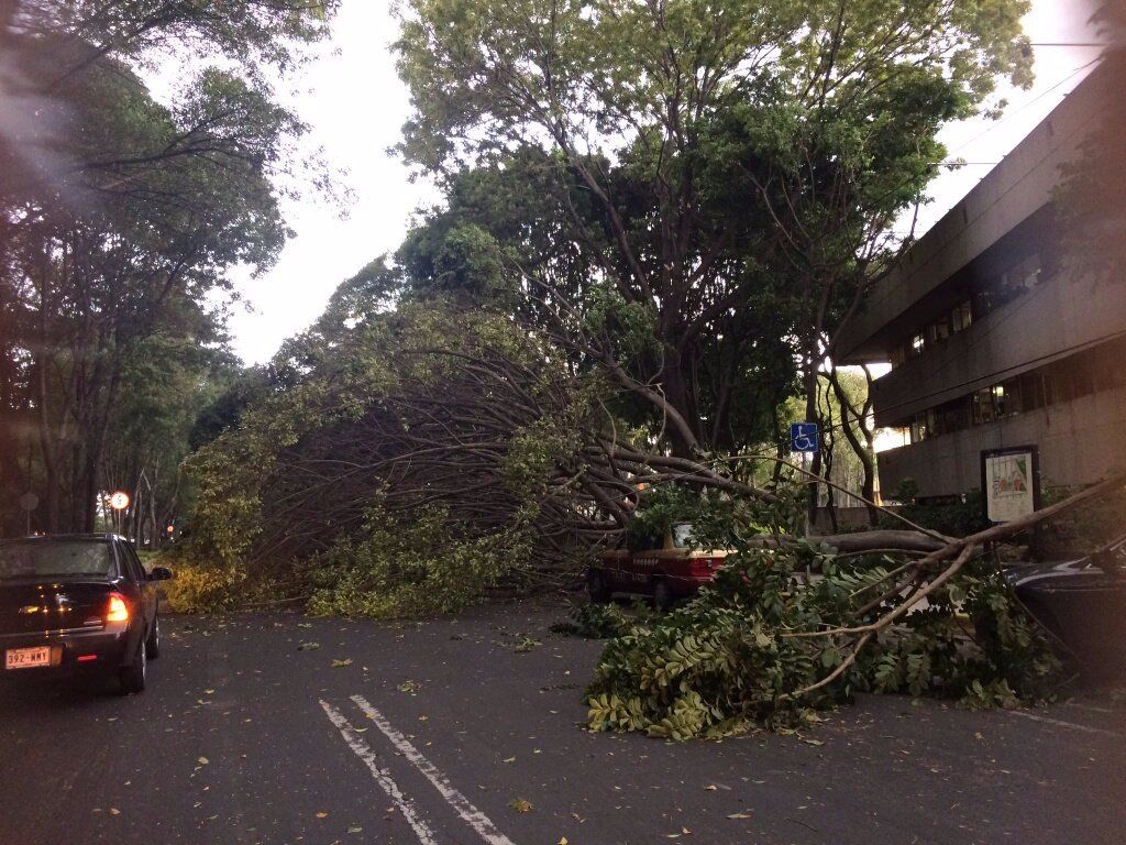 Lluvia provoca encharcamientos y caída de árboles en la Ciudad de México