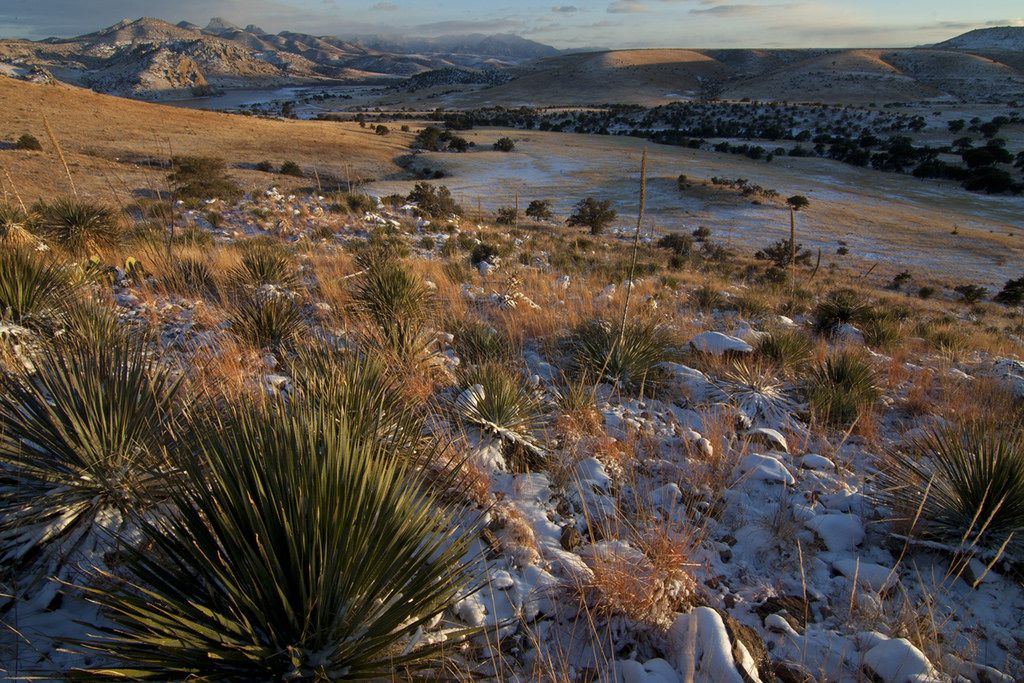 Incorporan 17 zonas como Áreas Naturales Protegidas - Biosfera-de-Janos-Rodrigo-Sierra-Corona-Flickr