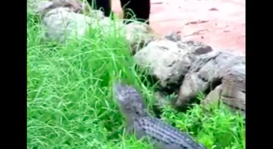 Video: empleado de Disney aleja a caimán de atracción