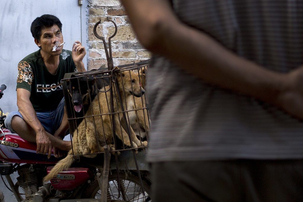 En medio de protestas, celebran fiesta de carne de perro en China - China-Yulin-Perro-1024x683