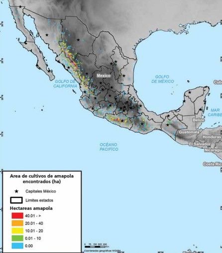 México es el tercer productor mundial de amapola: ONU - Cultivos-amapola-ONUDD