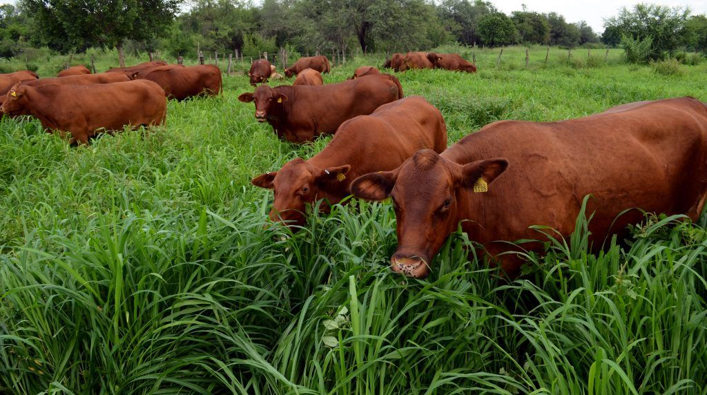 México comenzará a exportar productos agrícolas a Cuba - Ganadería-mexicana-1024x572
