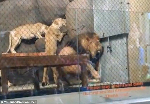 Video: león pierde parte de su cola gracias a puerta de seguridad