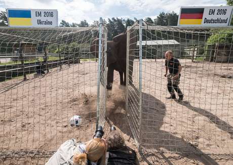 Elefante pronostica la victoria de Alemania en su debut en la Eurocopa - Nelly-