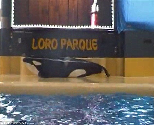 Video: orca en cautiverio trata de suicidarse