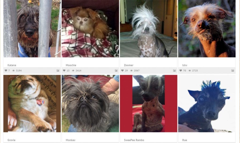 Este es el perro más feo del mundo - Perros-Más-Feos-del-Mundo-1024x611