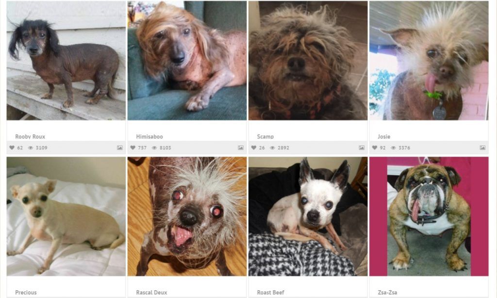 Este es el perro más feo del mundo - Perros-Más-Feos-del-Mundo-2-1024x613