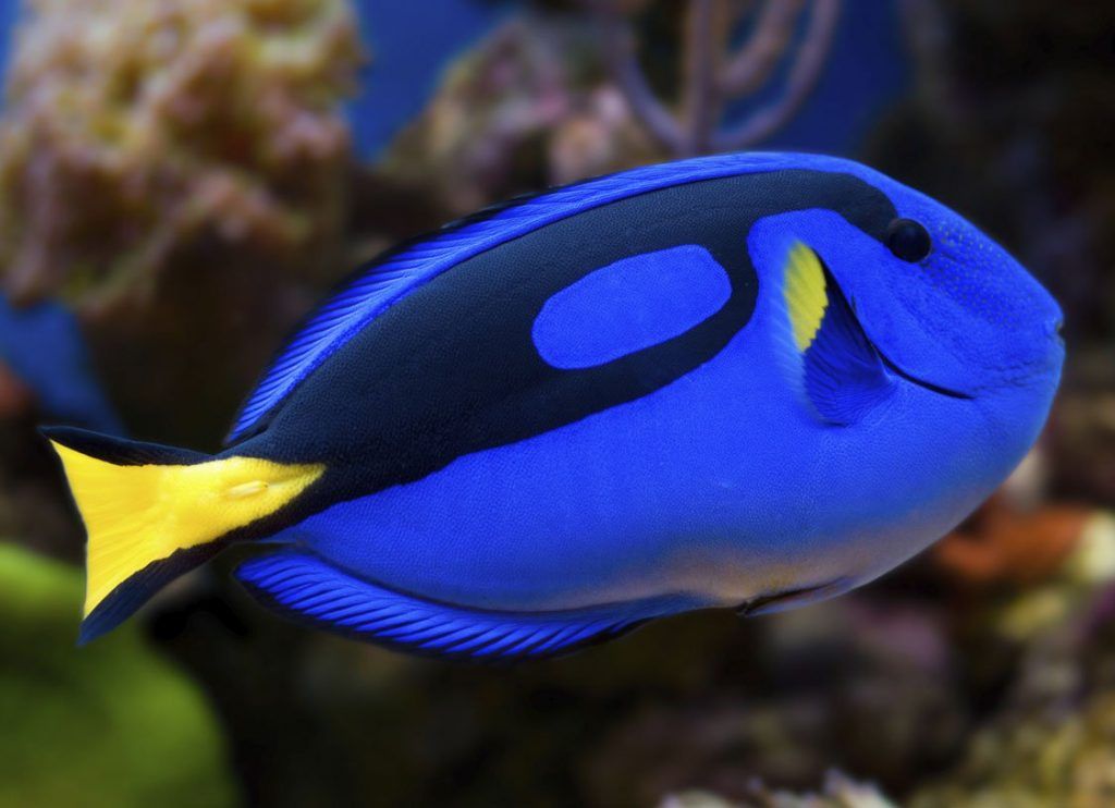 Alertan que "Buscando a Dory" aumentará extracción de peces - Pez-Cirujano-Azul-1024x742