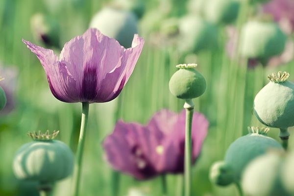 Droga que mató a Prince es nuevo producto de cárteles mexicanos - Sust_Opiacios