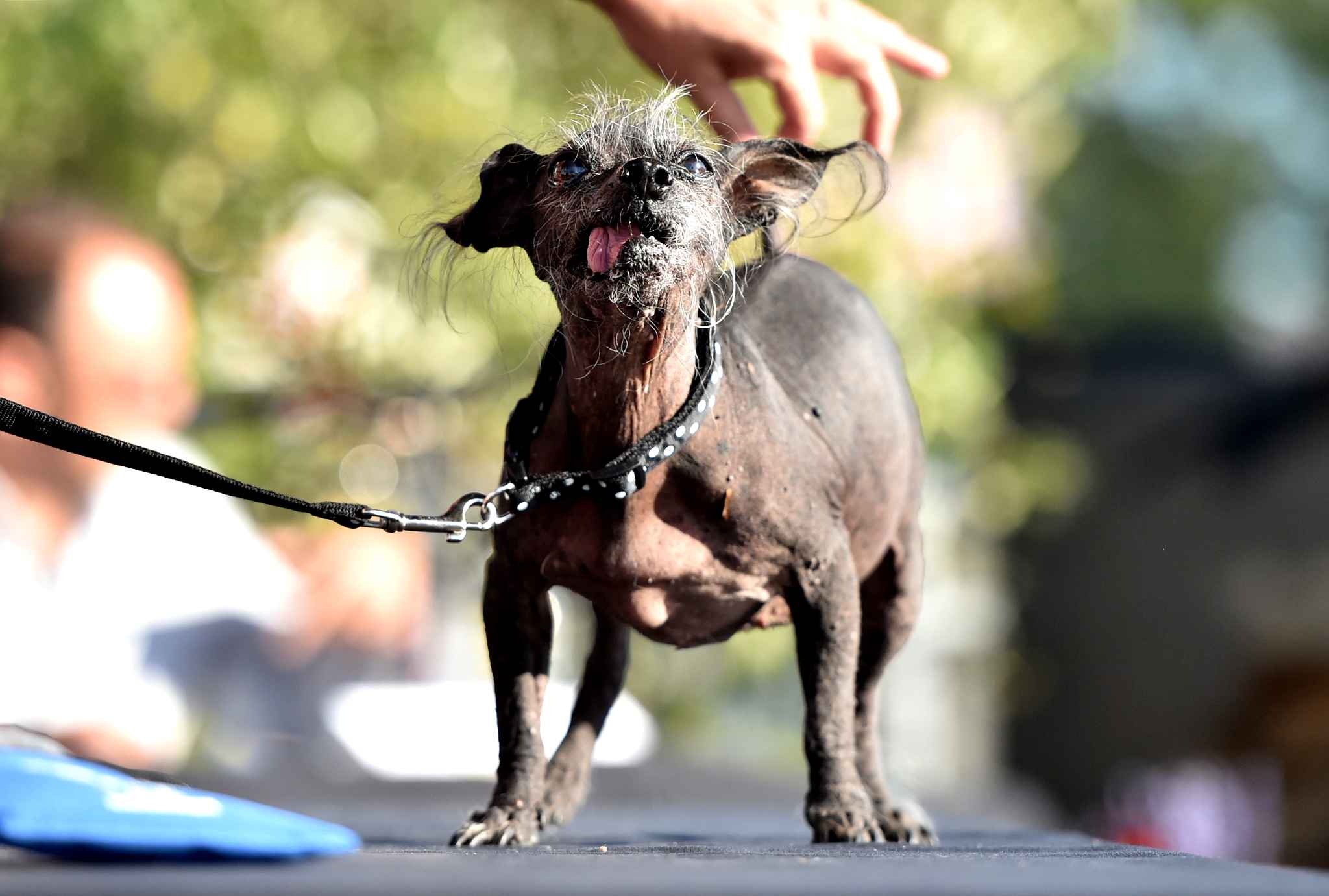 Este es el perro más feo del mundo