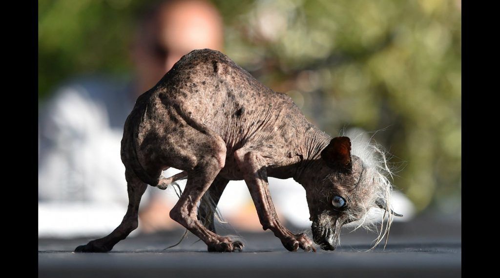 Este es el perro más feo del mundo - Sweepee-Rambo-5-1024x571