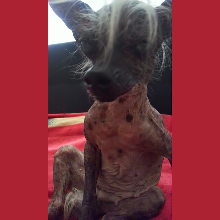 Este es el perro más feo del mundo - Sweepee-Rambo