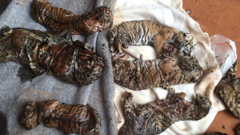 Encuentran 40 cachorros de tigres congelados en templo de Tailandia - Templo-de-los-Tigres-de-Kanchanaburi-2