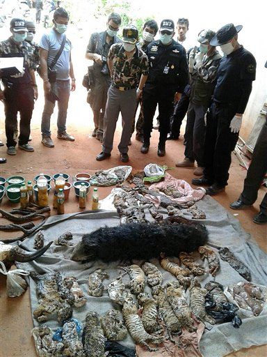 Encuentran 40 cachorros de tigres congelados en templo de Tailandia - Templo-de-los-Tigres-de-Kanchanaburi
