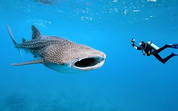 Llega a playas mexicanas tiburón ballena